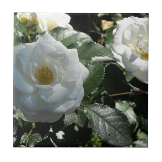Rosas de Chá Brancas (Frente)