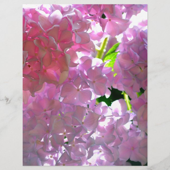 Rosas de hidrangeas cor-de-rosa Elegante (Frente)