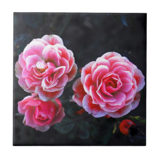 Rosas de Janeiro
