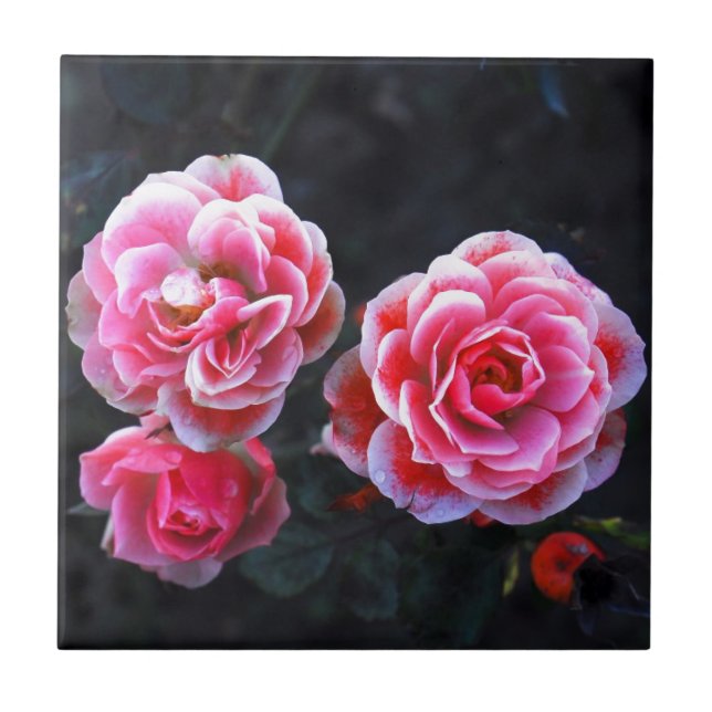 Rosas de Janeiro (Frente)