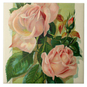 rosas de vinheta fofinha decor