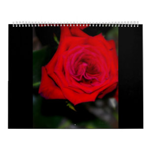 ROSAS do calendário