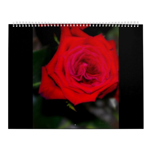 ROSAS do calendário (Capa)
