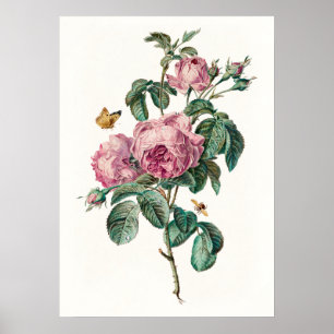 Rosas e Borboletas Vintage Impressão de Arte Botân