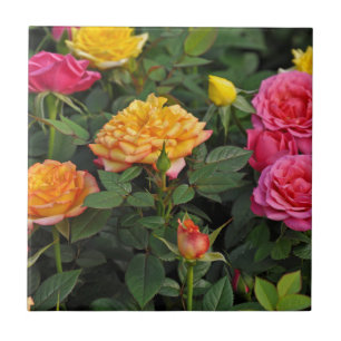 Rosas em miniatura coloridas
