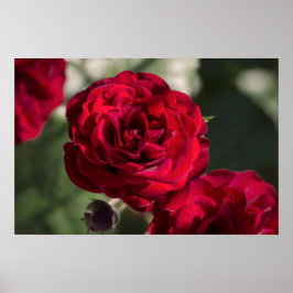 Rosas em Poster - Radiância de Veludo