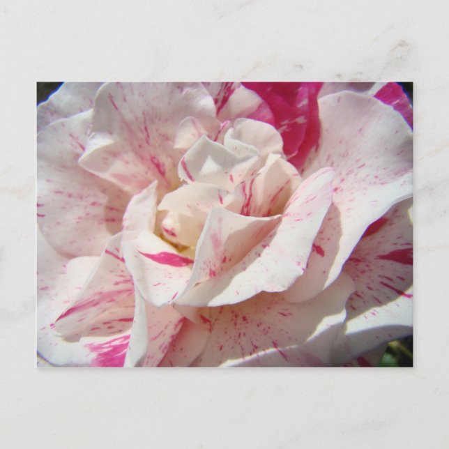 ROSAS Flores de Rosa Branca Rosa Presentes Cartões (Frente)