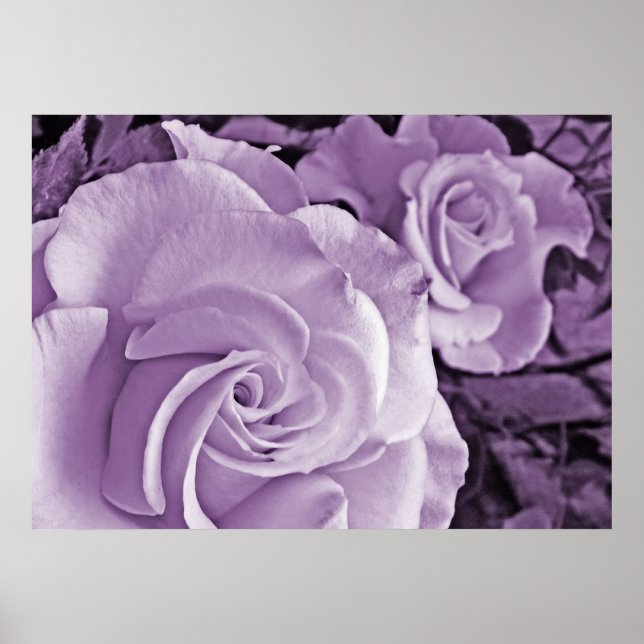 Rosas púrpuras ~ Poster floral (Frente)
