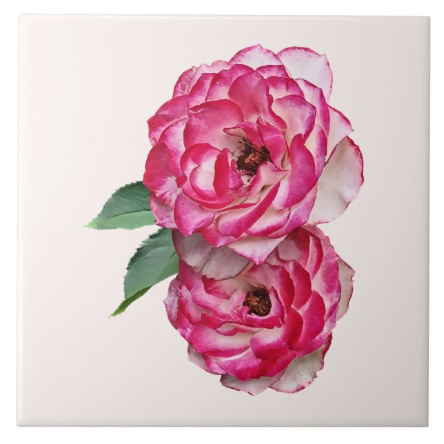 Rosas Rosa e Brancas (Frente)