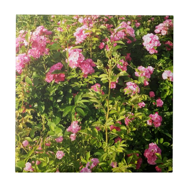 Rosas rosa na floração (Frente)