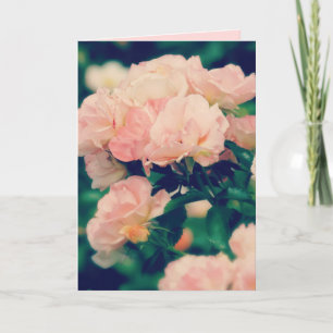 Rosas Rosa Pêssego Todos Cartão de Saudação Oc