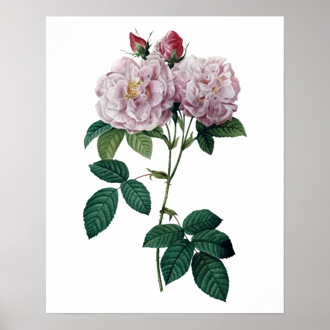 Rosas rosa por impressão de qualidade de prêmio de (Frente)