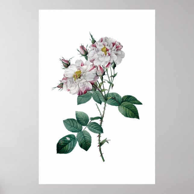 Rosas rosa por impressão de qualidade de prêmio de (Frente)