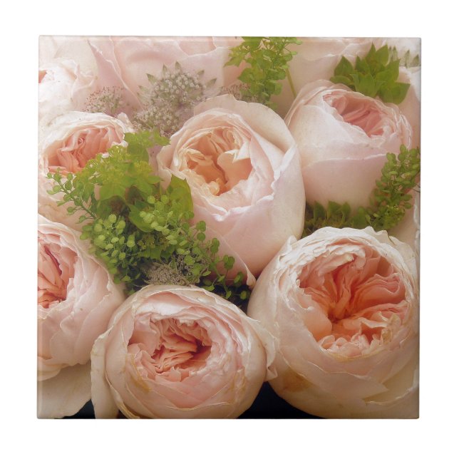 Rosas rosa-precioso (Frente)