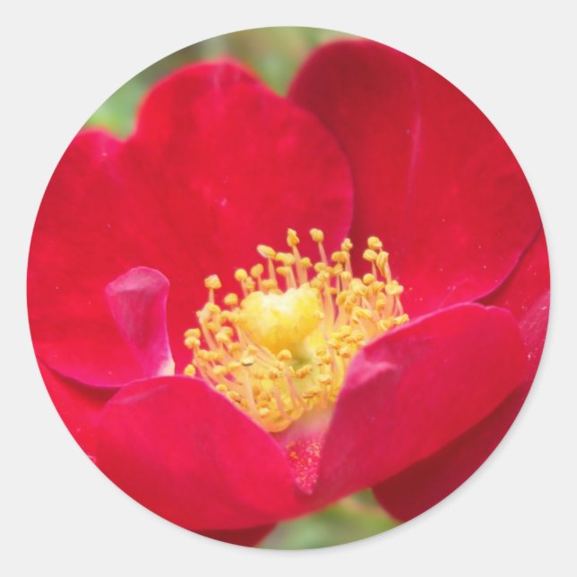 Rosas São Adesivos Vermelhos (Frente)