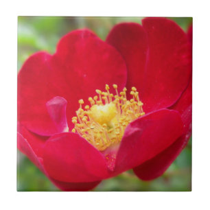 Rosas São Azulejo Vermelho Decorativo