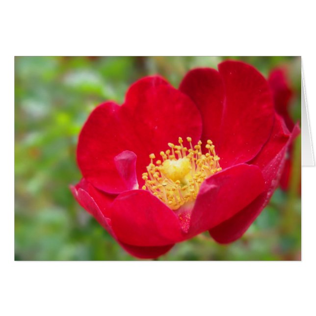 Rosas São Cartão Vermelho (Frente Horizontal)