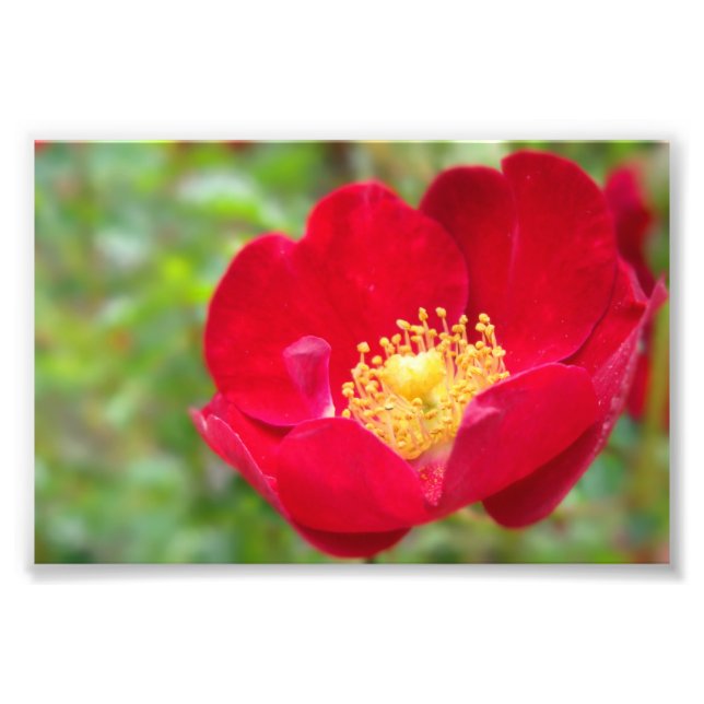 Rosas são Impressão de Fotografia Vermelha (Frente)