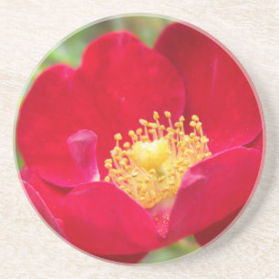 Rosas São Porta copos Vermelha