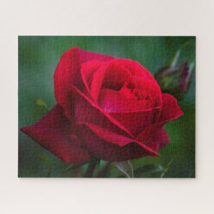 Rosas são Quebra-cabeça de quebra-cabeça vermelho 