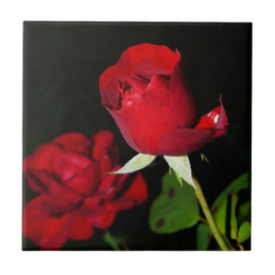 Rosas vermelhas