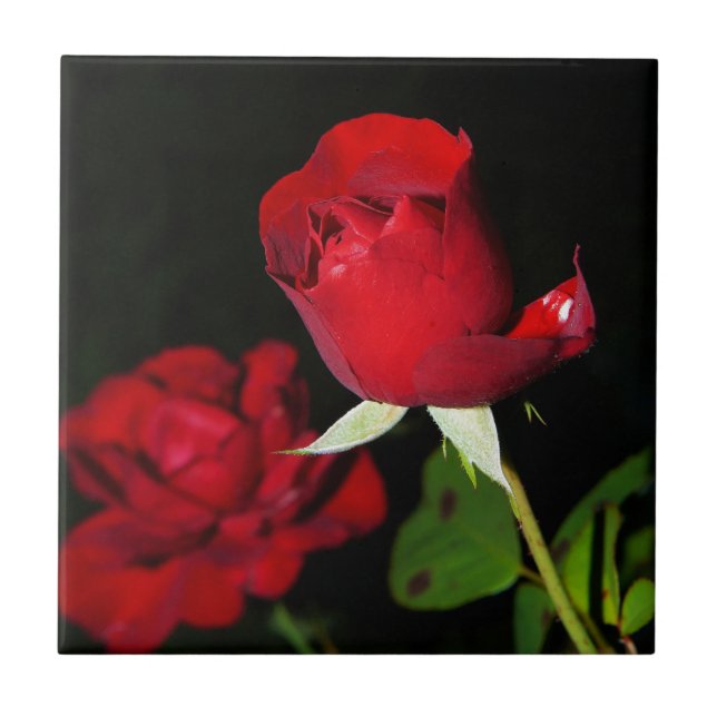 Rosas vermelhas (Frente)