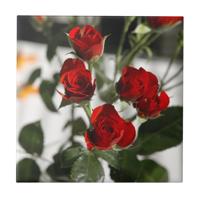 Rosas vermelhas (Frente)