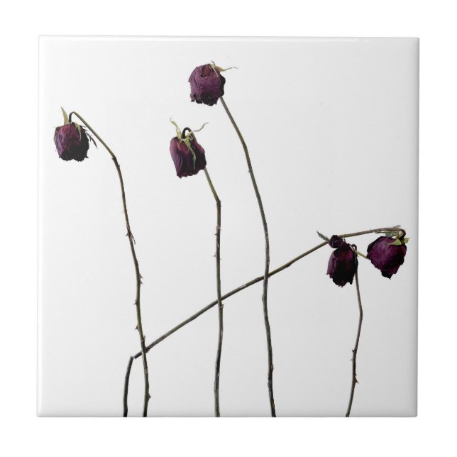 Rosas vermelhas (Frente)