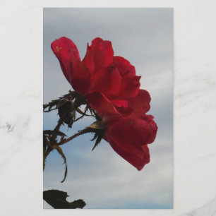 Rosas vermelhas contra o céu azul brilhante