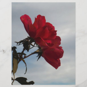 Rosas vermelhas contra o céu azul brilhante