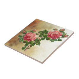 rosas vermelhas do vintage