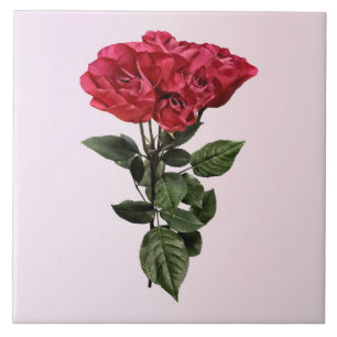 Rosas Vermelhas e Folhas