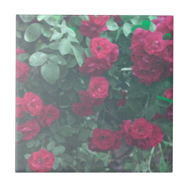 Rosas vermelhas Verdes Pálidas Flores Desenhando (Frente)