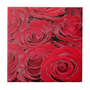 Rosas Vermelhas Vibrantes