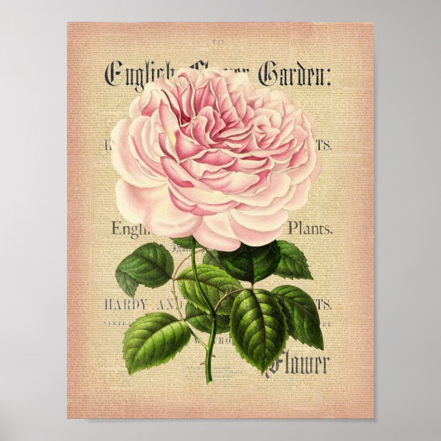 Rose flower vintage feminine floral poster (Frente)
