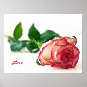 Rose (love) Value Poster Paper (Matte)