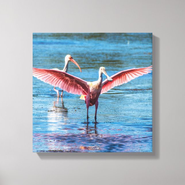 Roseate Spoonbill 12" x 12" Canvas (Frente)