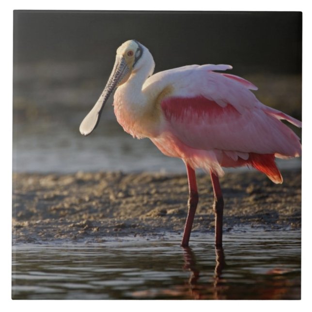 Roseate Spoonbill, Ajaia ajaja, Querido Ding (Frente)