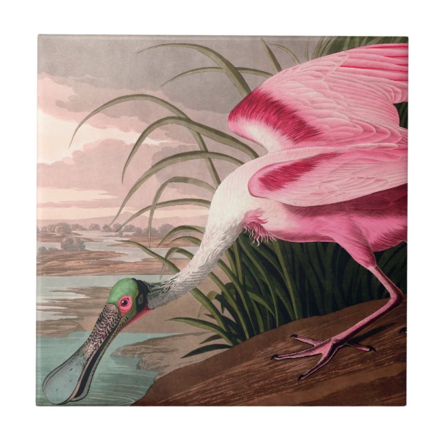 Roseate Spoonbill Audubon Bird Willife (Frente)