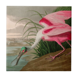 Roseate Spoonbill Birds, Impressão da América Au
