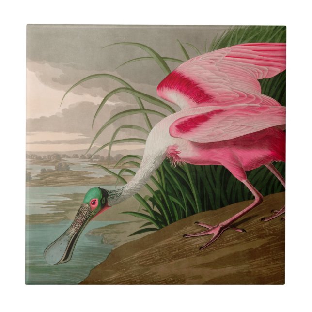 Roseate Spoonbill Birds, Impressão da América Audu (Frente)