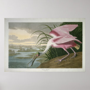 Roseate Spoonbill, Impressão 1836