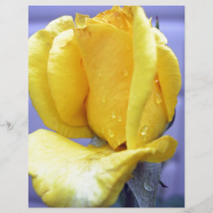 Rosebud Amarela