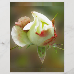 rosebud brilhando