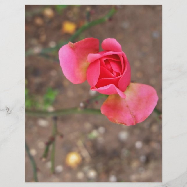 Rosebud de novembro (Frente)