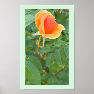 Rosebud Photo Poster
