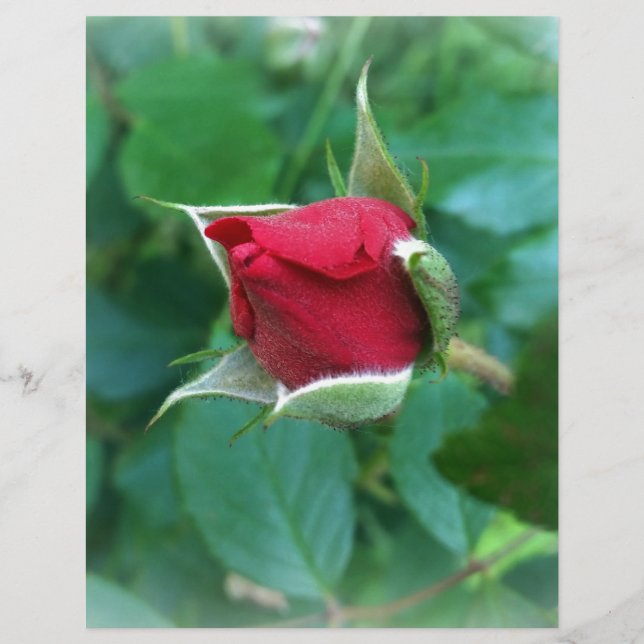 rosebuda vermelha (Frente)