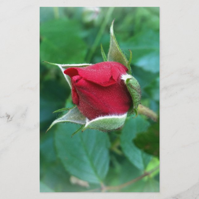 rosebuda vermelha (Frente)