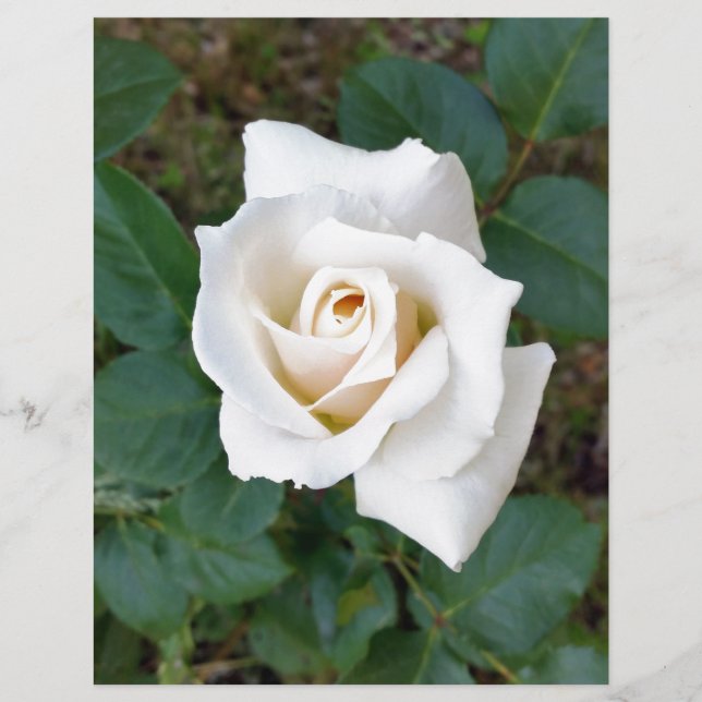 rosebusto branco (Frente)