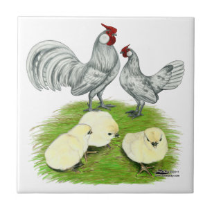 Rosecomb Bantams e Pintinhos